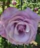 Neptune ™ rose photo