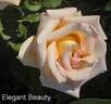 Elegant Beauty rose photo