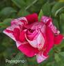 Papageno ® rose photo