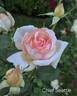 Chief Seattle rose photo