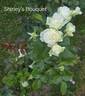 Shirley's Bouquet rose photo