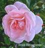 Rosa Belmonte rose photo