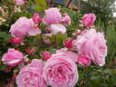 Kiss Me Kate rose photo