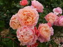 Marie Curie ® rose photo