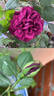 Louis XIV rose photo