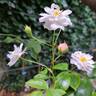 Annelies rose photo