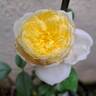 Amnesty International rose photo