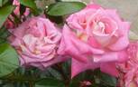 Akogare rose photo