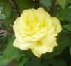 Rose Yokohama rose photo