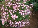 Azumino rose photo