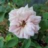 Mabelle Stearns rose photo