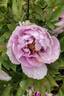 Lan Bao Shi 蓝宝石 peony photo