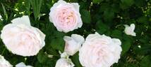 Sharifa Asma ® rose photo