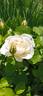 Easy Spirit ™ rose photo
