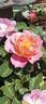 Distant Thunder rose photo