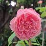 Pick'n Go rose photo