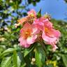 Peace and Love rose photo
