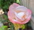 La Garçonne ® rose photo