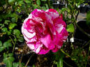 Raspberry Swirl rose photo