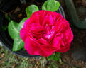Red Eden ™ rose photo