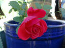 Rock Star rose photo