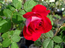 Ronald Reagan ™ rose photo