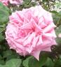 Dame Edith Helen rose photo