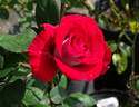 Roulette rose photo