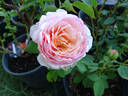 Ruth Clements ™ rose photo