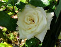 Sahara de Meilland rose photo