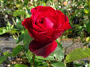 Scarlet Knight rose photo