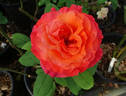 Sedona rose photo
