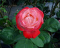 Sheer Magic ™ rose photo