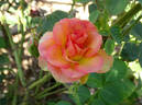 Sheila MacQueen rose photo