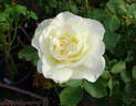 Shirley's Bouquet rose photo