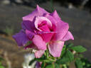 Shi-un rose photo