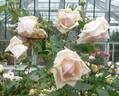 Lord Rossmore rose photo