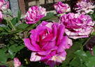 Show Your Stripes rose photo