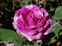 Show Your Stripes rose photo
