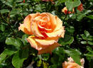 Singin' in the Rain rose photo