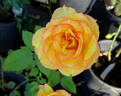 Solitaire rose photo