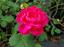 Sophy's Rose rose photo