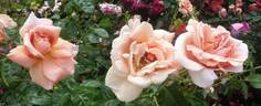 Duquesa de Peñaranda rose photo