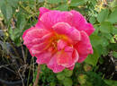 Spanish Rhapsody rose photo