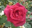 Nocturne rose photo