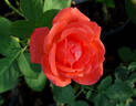 Spice Twice ™ rose photo