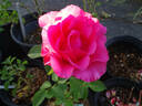 Spring Break rose photo