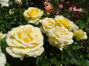 St. Patrick ™ rose photo