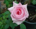 Steppin' Out rose photo