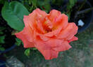 Sundowner rose photo